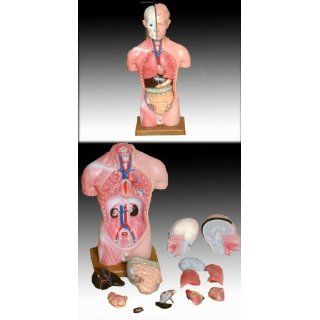 Torso, 45cm, 13 TEILIG, mit Organen, Anatomie Modell: 