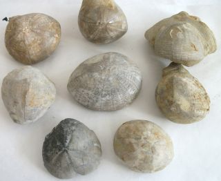 Seeigel Fossil, Gibbaster sp. Echinocorys aus Höver und Coesfeld