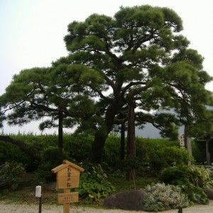 Pin Noir du Japon (Pinus thunbergii) 10 Graines Seeds  25°C
