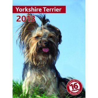 Kalender 2013 Yorkshire Terrier   Wandkalender   Trixie 