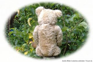 Interessanter Teddy, s. Ciesliks Preisführer 01/02