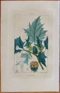 CHAUMETON Botanik Stechapfel Datura   i652   1828