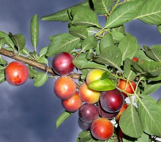 30 Samen Kirschpflaume Prunus myrobalana Zwetschge leckere Fruechte