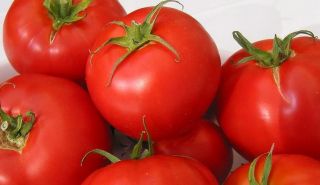 Historische Tomate Saint Pierre 10 Korn + #737