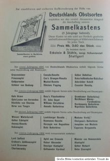 1907 Pomologie Deutschlands Obst Birne Madame Verte Chromolitho Heft 9