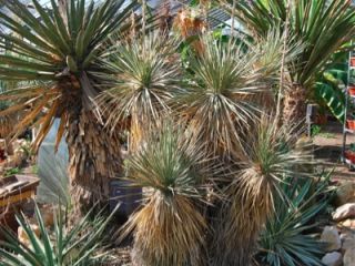 Yucca utahensis „Snow Canyon Washington Co Utah 1000 m“, YUTSC02