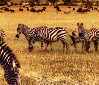 Afrika v2 Zebras, Leinwand Bild auf Keilrahmen, Kunstdruck, Zebra