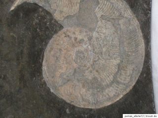 Versteinerung Ammonit / Lias Waldstetten Goldbach / Harpoceras elegans