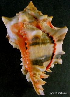 phyllonotus brassica 97 mm   1A 