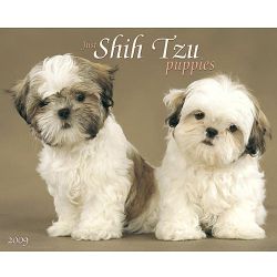 Shih Tzu Puppies 2009 Calendar (Paperback)