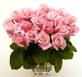 Pink Long Stem Roses (20 Stems)