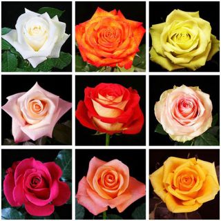 125 Stems Assorted 40 cm Color Roses