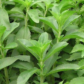 Stevia Herb   4 Plants   Amazing Sugar Plant Patio, Lawn