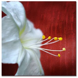 Philippe Sainte Laudy Flower for Zoe Canvas Art